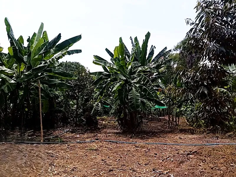 Bank Auction: Residential Plot, 766 m² in Krala, Kampong Cham, photo 5