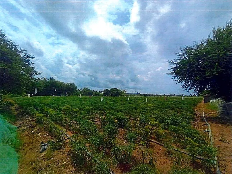 Bank Auction: Development Land, 3,200 m² in Trery Sla, Kandal, photo 2