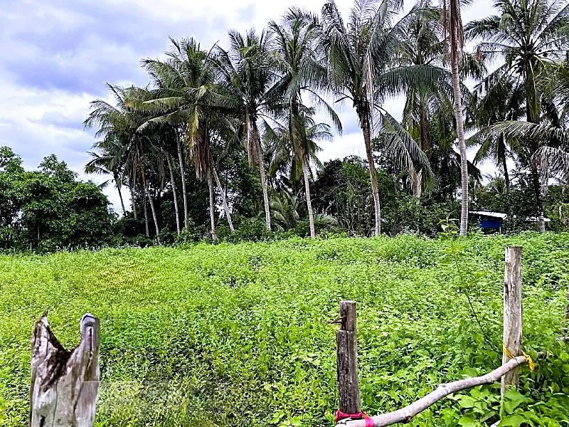 Bank Auction: Development Land, 3,388 m² in Takaen, Kampot, photo 3