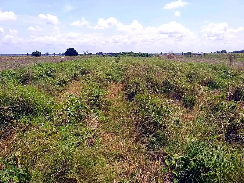 Bank Auction: Development Land, 2,476 m² in Roka Kandal, Kratie province, photo 3