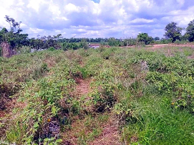 Bank Auction: Development Land, 2,000 m² in Roka Kandal, Kratie province, photo 3