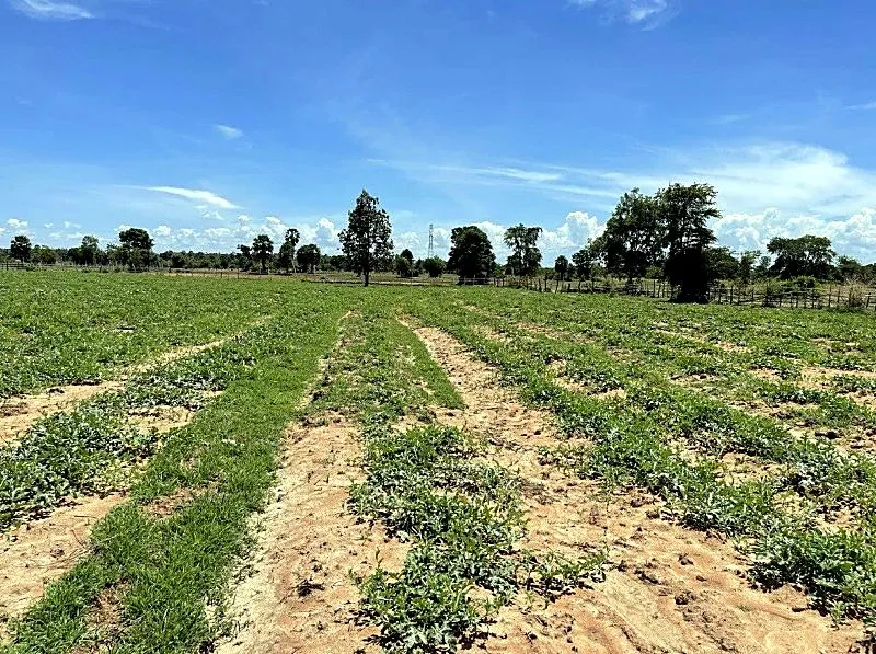 Bank Auction: Development Land, 2,700 m² in Roung Roeung, Kampong Speu, photo 2