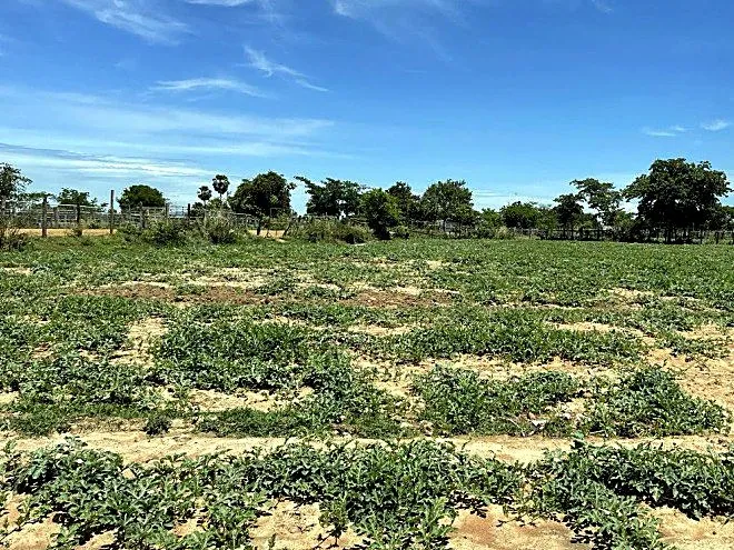 Bank Auction: Development Land, 2,700 m² in Roung Roeung, Kampong Speu, photo 3