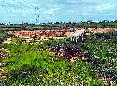 Bank Auction: Development Land, 2,250 m² in Preah Nipean, Kampong Speu, photo 5