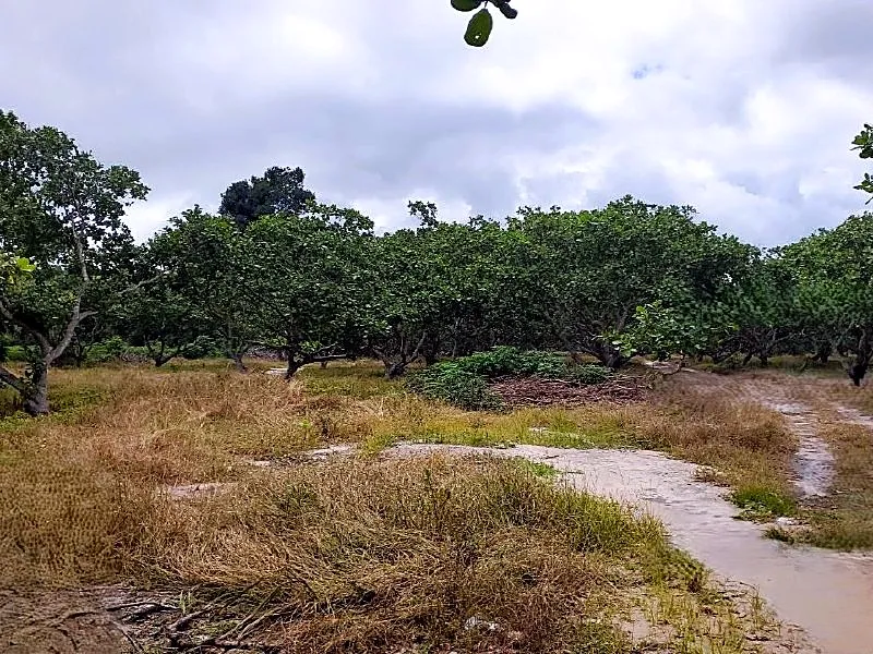 Bank Auction: Development Land, 393,323 m² in Sala Visai, Kampong Thom, photo 4