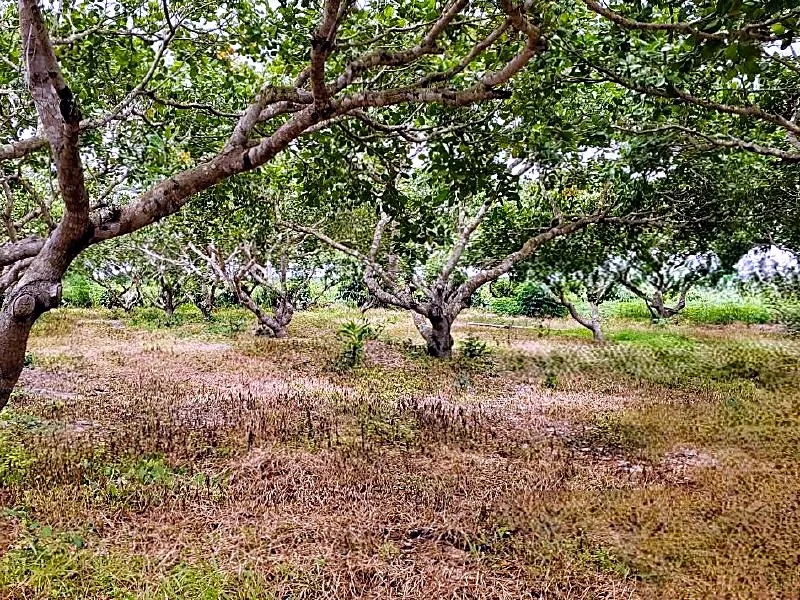Bank Auction: Development Land, 393,323 m² in Sala Visai, Kampong Thom, photo 5