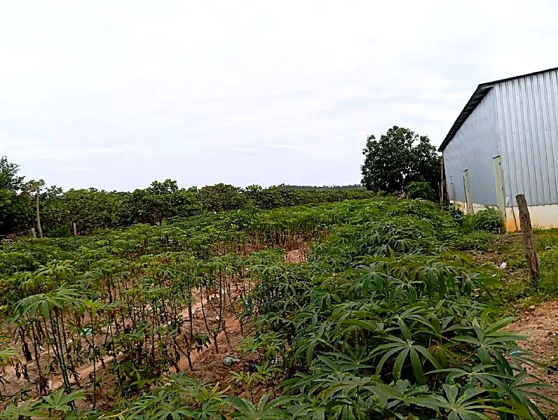 Bank Auction: Development Land, 3,200 m² in Boeng lvea, Kampong Thom, photo 3