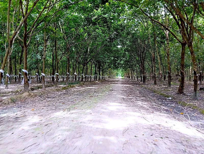 Bank Auction: Development Land, 166,380 m² in Kraya, Kampong Thom, photo 3