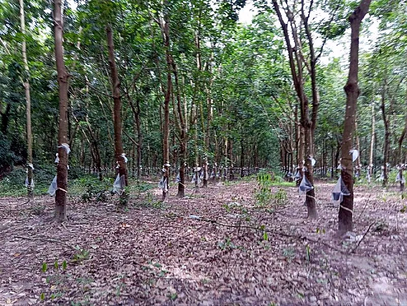 Bank Auction: Development Land, 166,380 m² in Kraya, Kampong Thom, photo 4