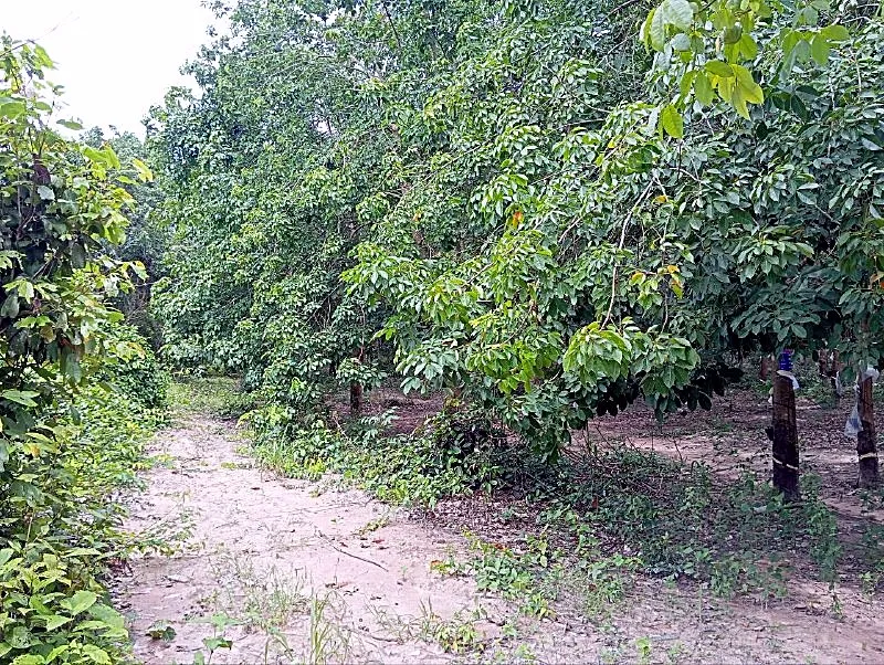 Bank Auction: Development Land, 166,380 m² in Kraya, Kampong Thom, photo 5