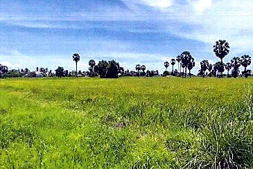 Bank Auction: Development Land, 1,005 m² in Tboung Kroper, Kampong Thom, photo 4