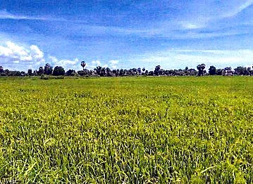 Bank Auction: Development Land, 1,005 m² in Tboung Kroper, Kampong Thom, photo 5