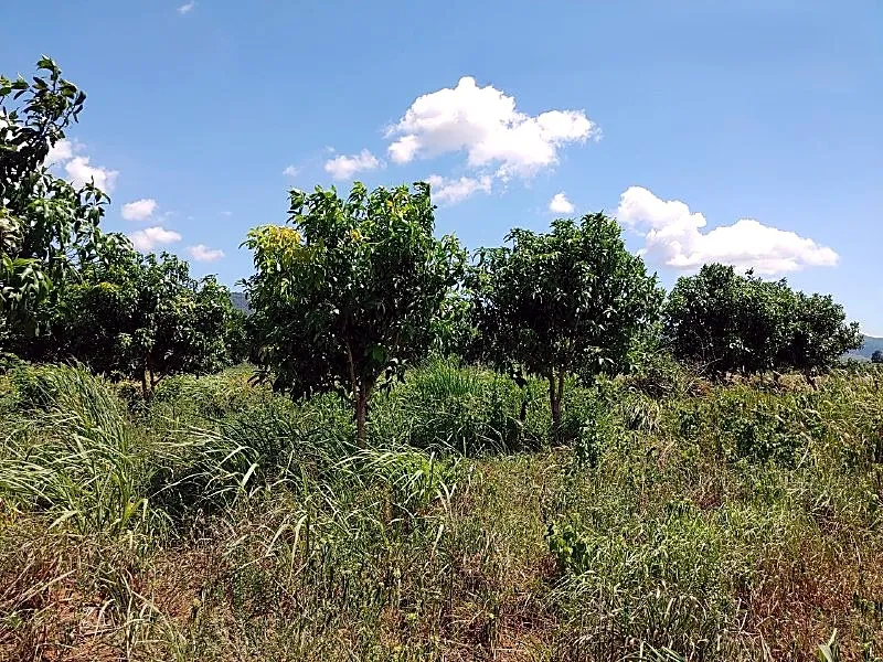 Bank Auction: Development Land, 20,000 m² in Ou Andoung, Pailin, photo 3