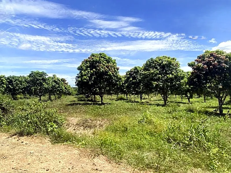 Bank Auction: Development Land, 55,429 m² in Bar Huy Khmer Tboung Village, Pailin, photo 4