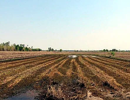 Bank Auction: Development Land, 1,410 m² in Sangkat Angkor Tret, Prey Veng, photo 3