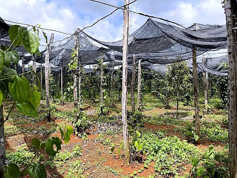 Bank Auction: Development Land, 16,017 m² in Dar, Tboung Khmum, photo 3