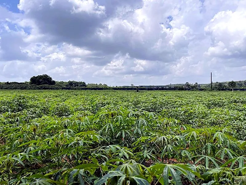 Bank Auction: Development Land, 21,336 m² in Dar, Tboung Khmum, photo 3