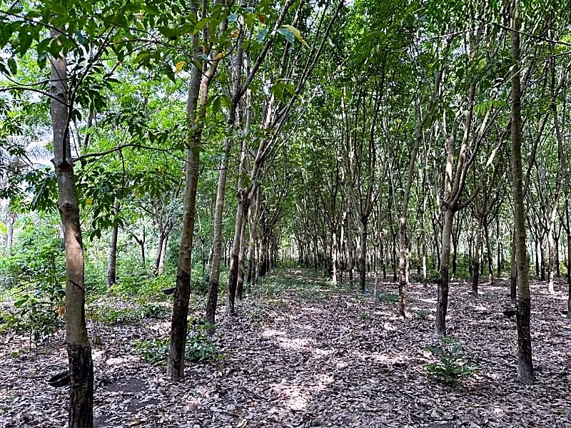 Bank Auction: Development Land, 4,268 m² in Chong Cheach, Tboung Khmum, photo 3