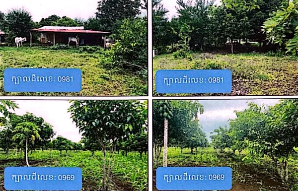 Land (Multiple Plots) in Srok Banan, Battambang, photo 6