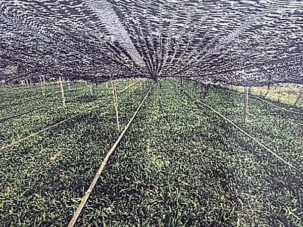 Agricultural Land in Ta Khmau, Kandal, photo 4