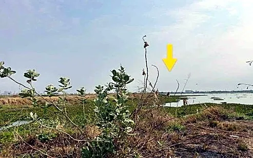 Agricultural Land, 10 m² in Dangkao, Phnom Penh