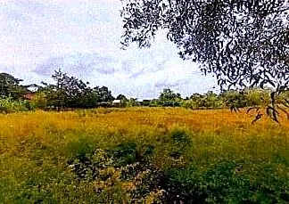 Vacant Land, 1173 m² in Krong Siem Reap, Siem Reap, photo 4