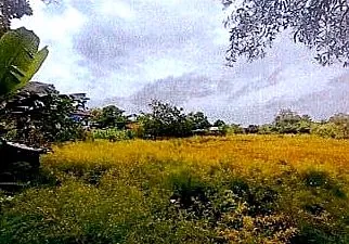 Vacant Land, 1173 m² in Krong Siem Reap, Siem Reap, photo 6