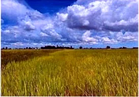 Land (Multiple Plots) in Srok Kralanh, Siem Reap, photo 6