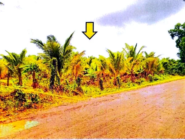 Land (Multiple Plots) in Srok Tram Kak, Takeo, photo 5