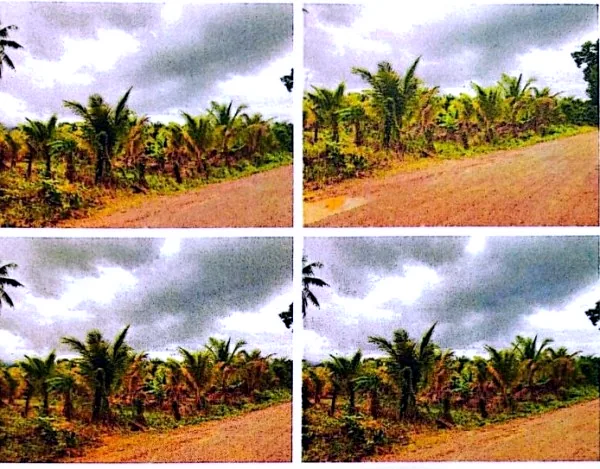 Land (Multiple Plots) in Srok Tram Kak, Takeo, photo 6
